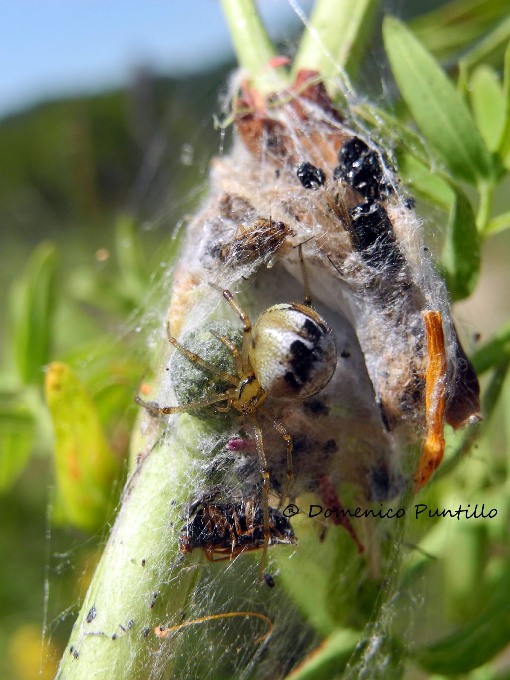 Theridiidae: Phylloneta sp. con ovisacco